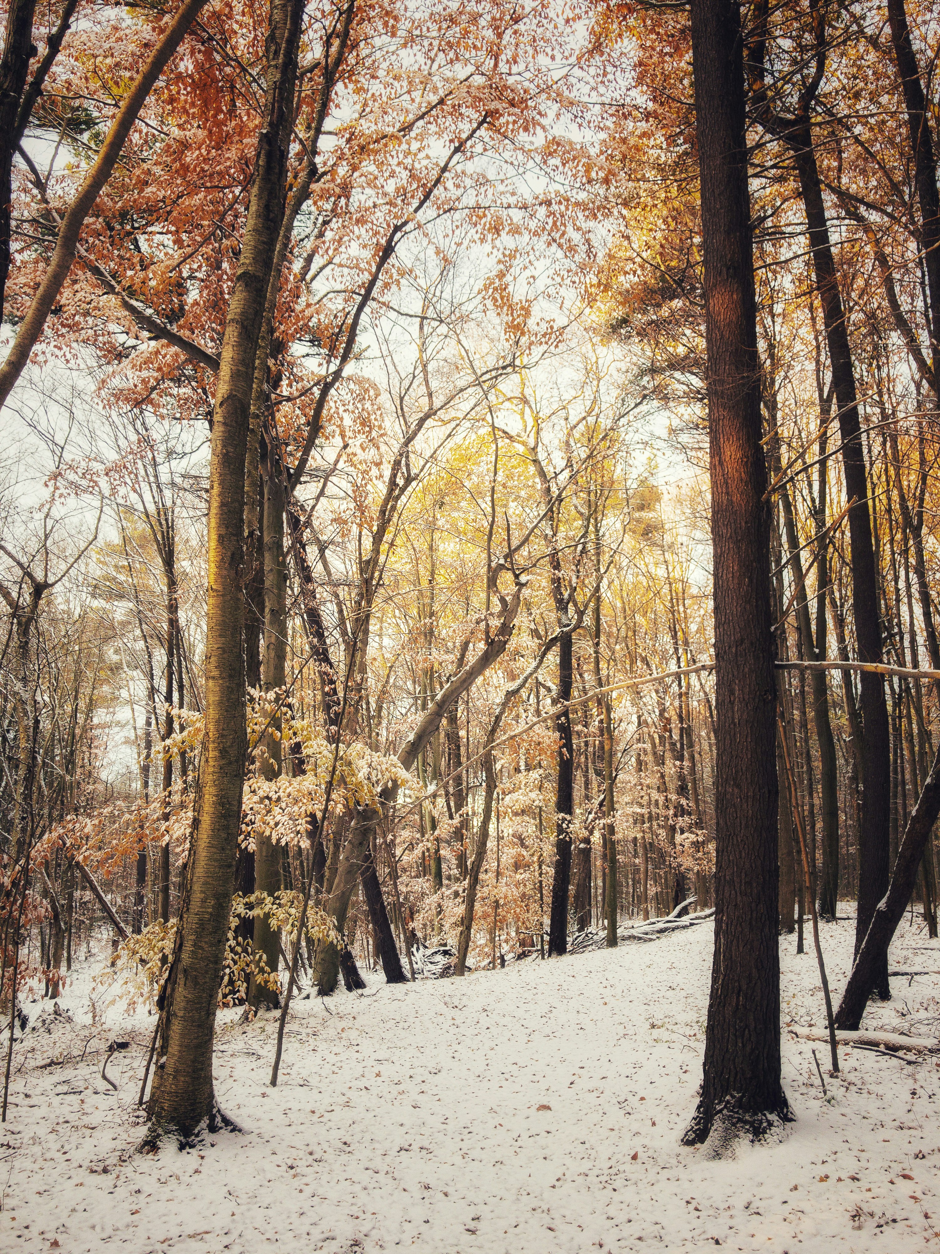 brown trees on snow covered ground during daytime